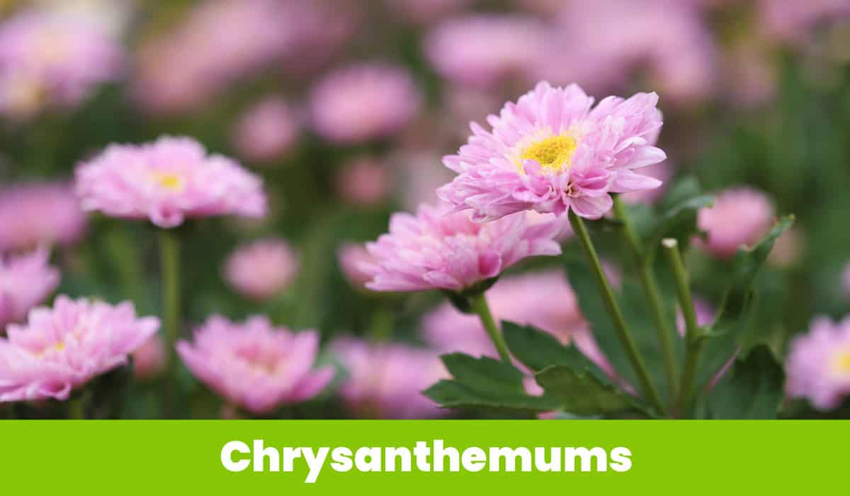 Pink Chrysanthemums