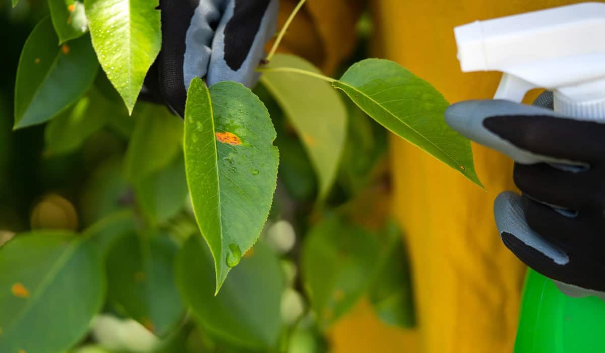 Spray bottle fertilizer