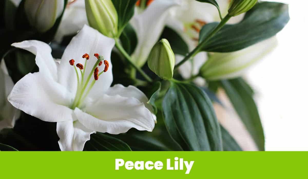 White Peace Lily