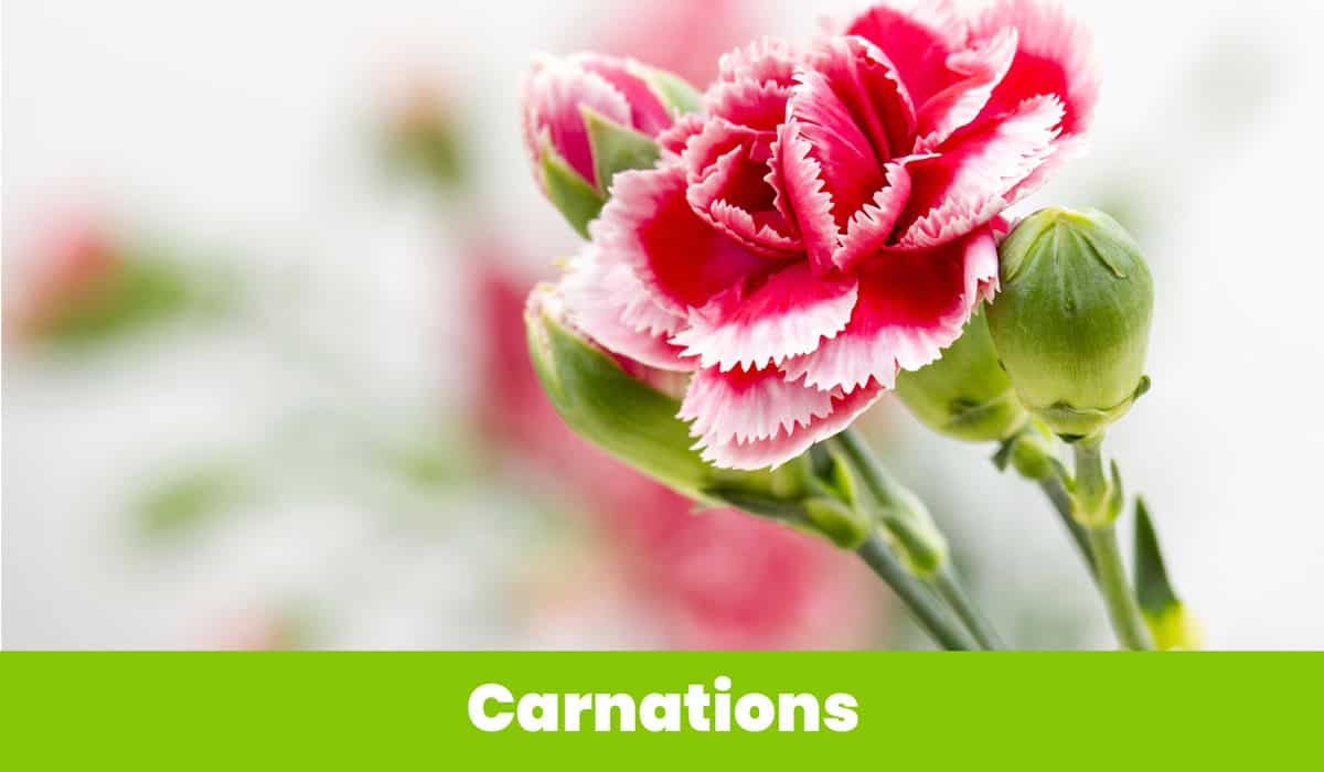 pink carnations