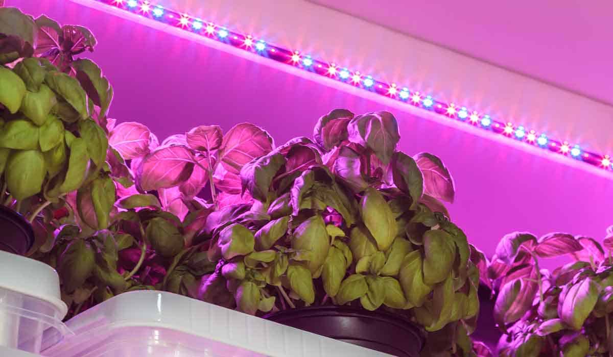 Basil
