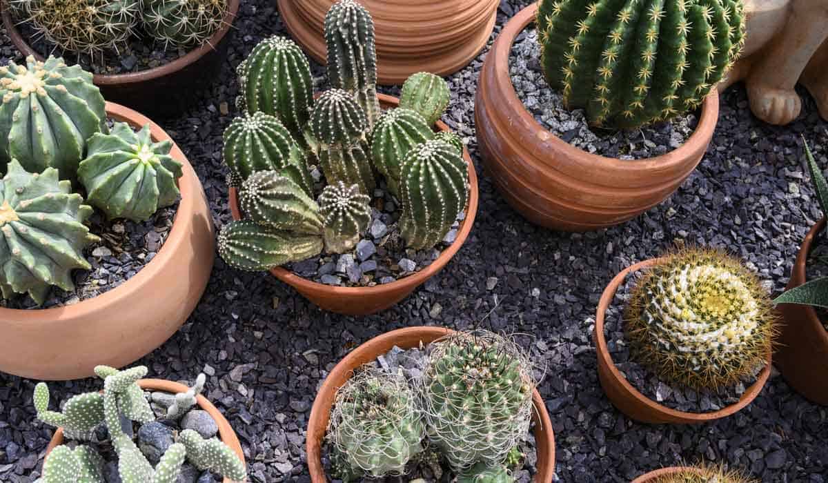 Cacti