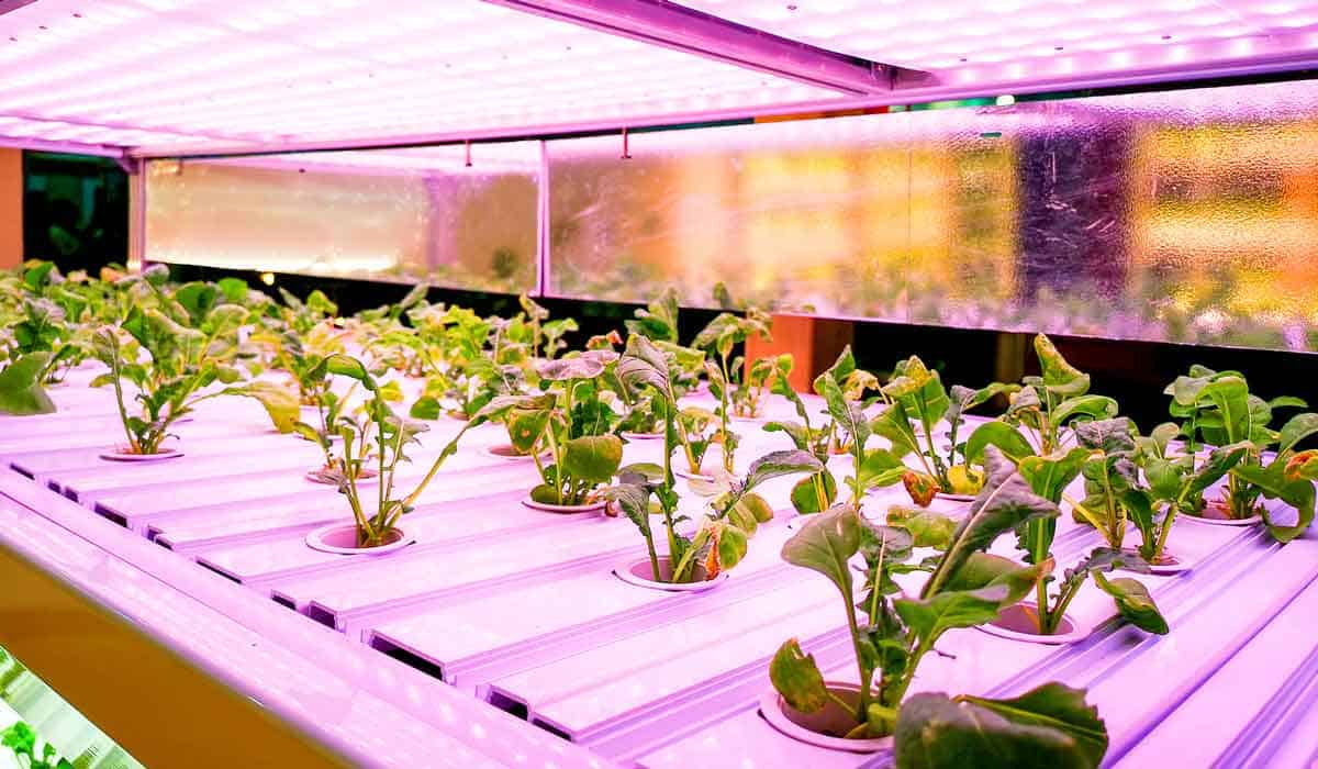 Cover hydroponic plants