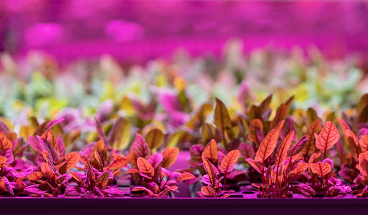 Hydroponic Chard