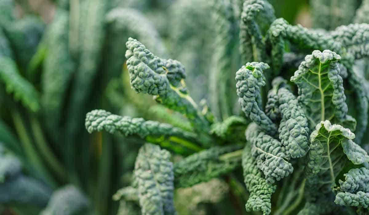 Kale
