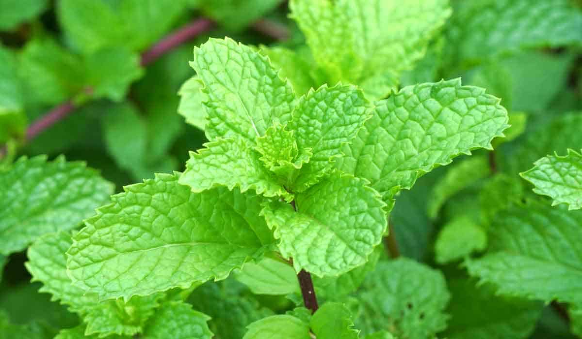 Mint