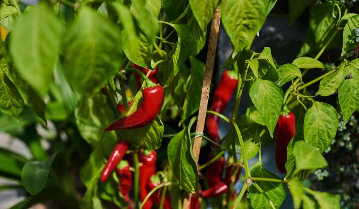 Peppers