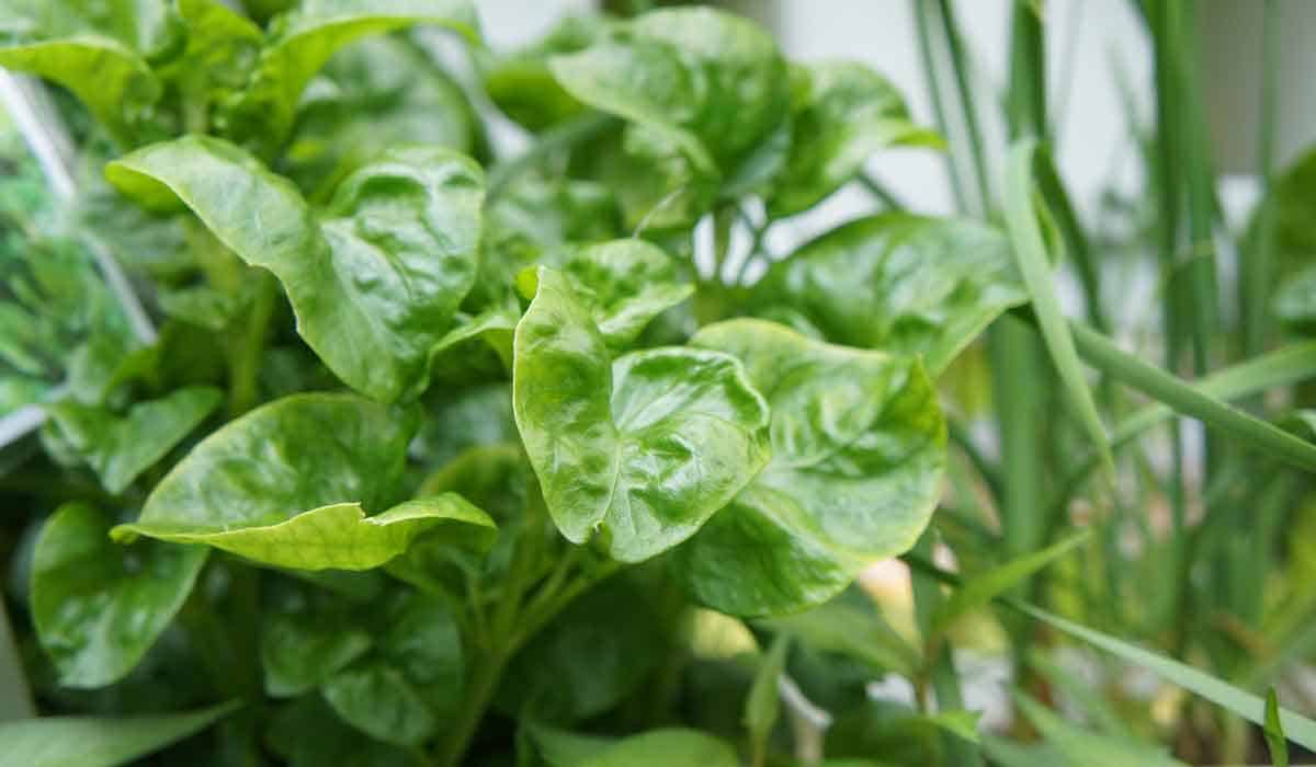 Spinach