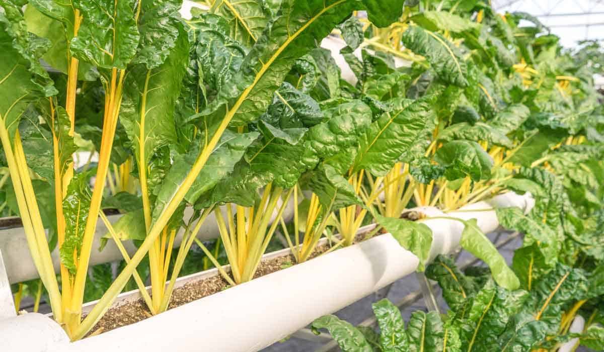 Swiss Chard