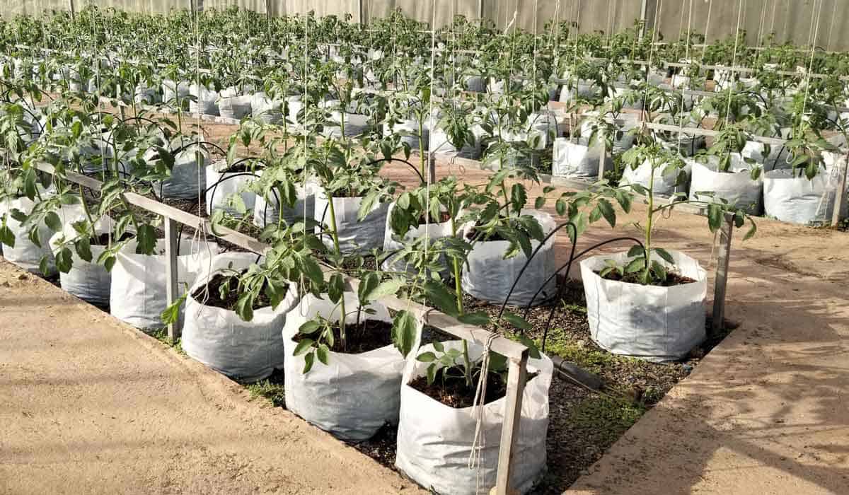 Tomatoes