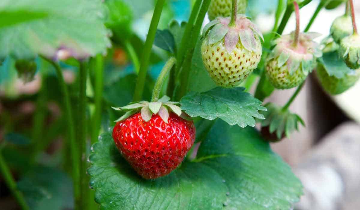 strawberries