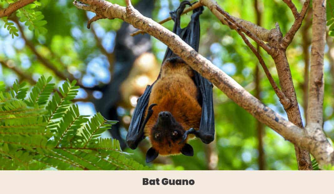 Bat hanging from tree