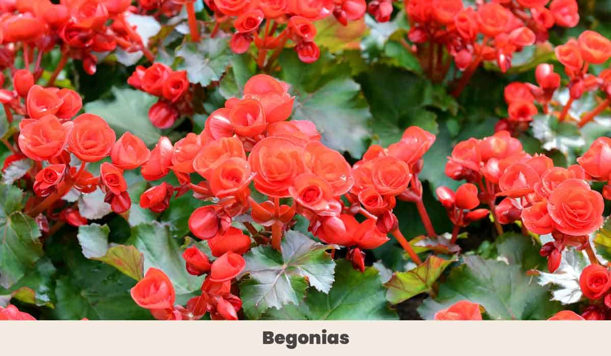 Begonias