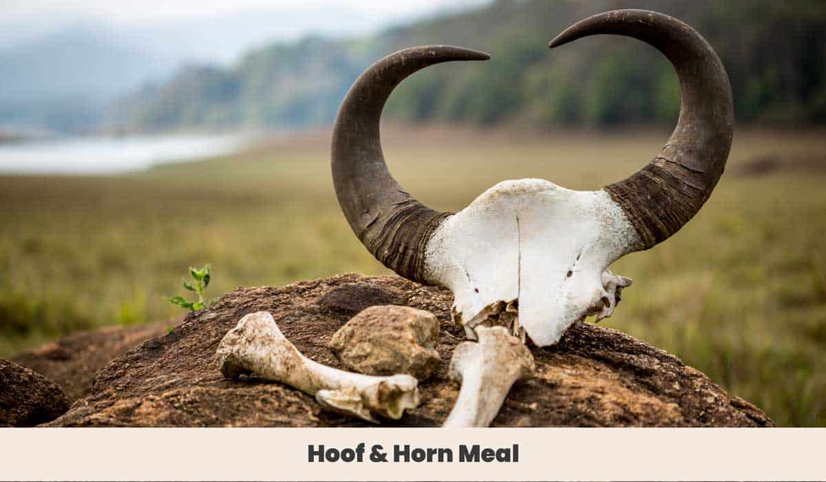 Bison Horns