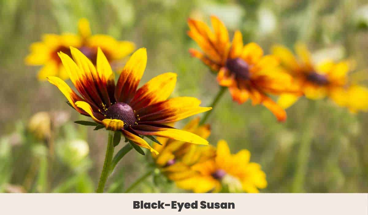 Black Eyed Susan