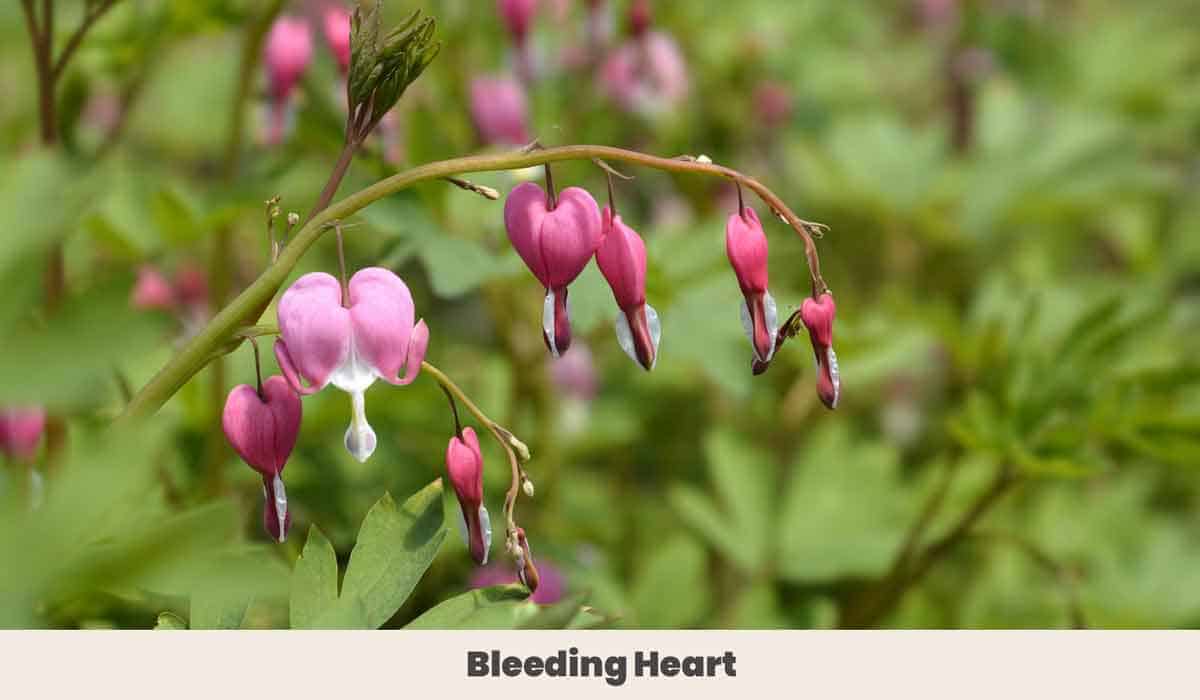 Bleeding Heart 1