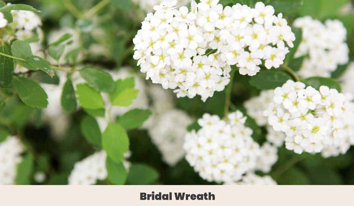 Bridal Wreath