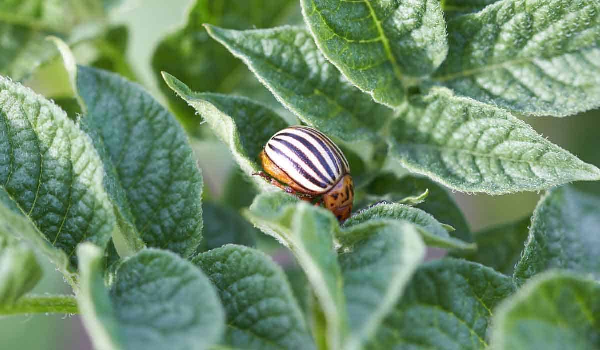 Colorado Potato Beetle