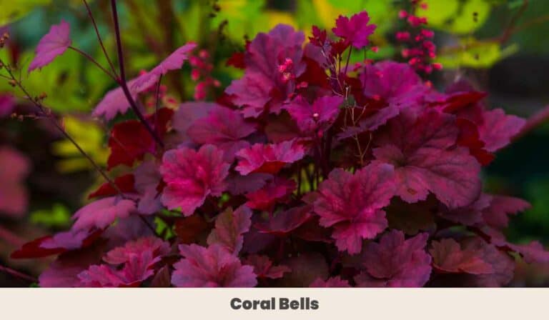 12 Low-Light Outdoor Plants: Illuminate Your Garden With Shade Loving ...
