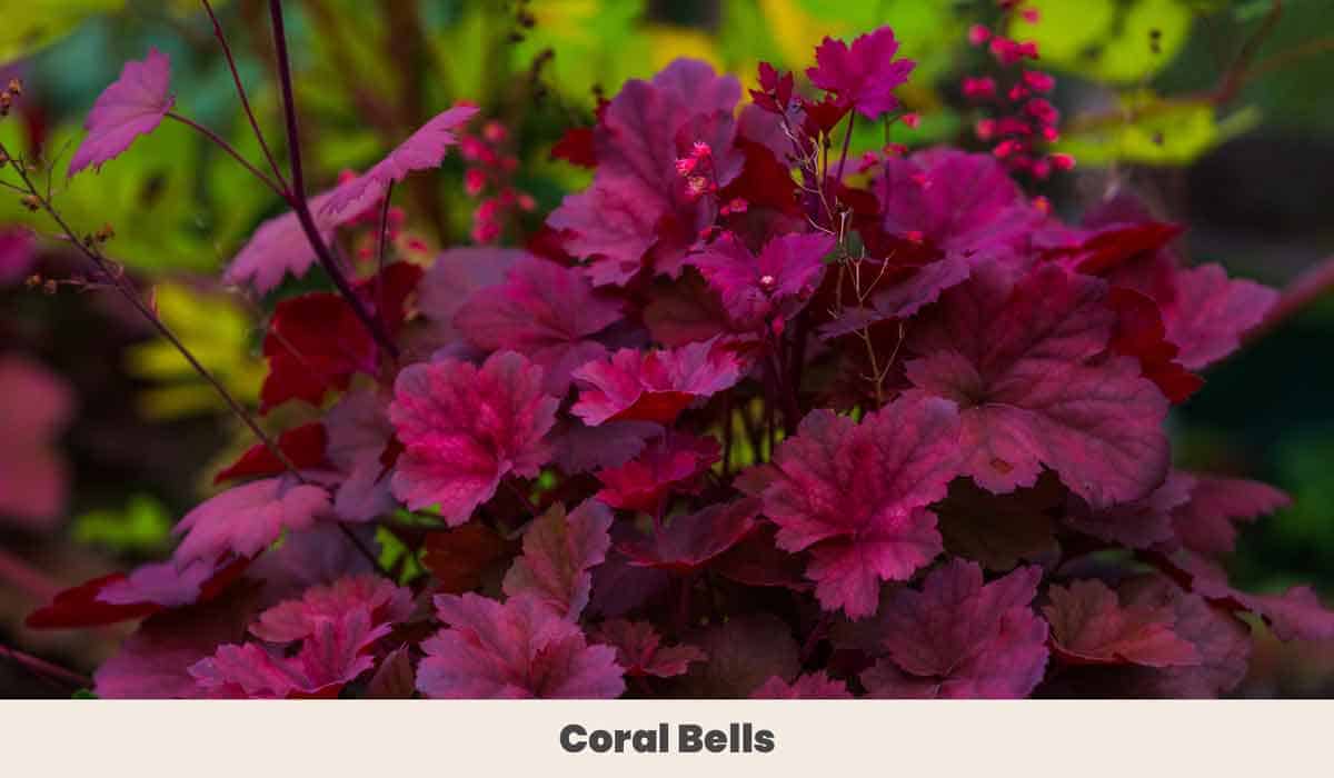 Coral Bells 2