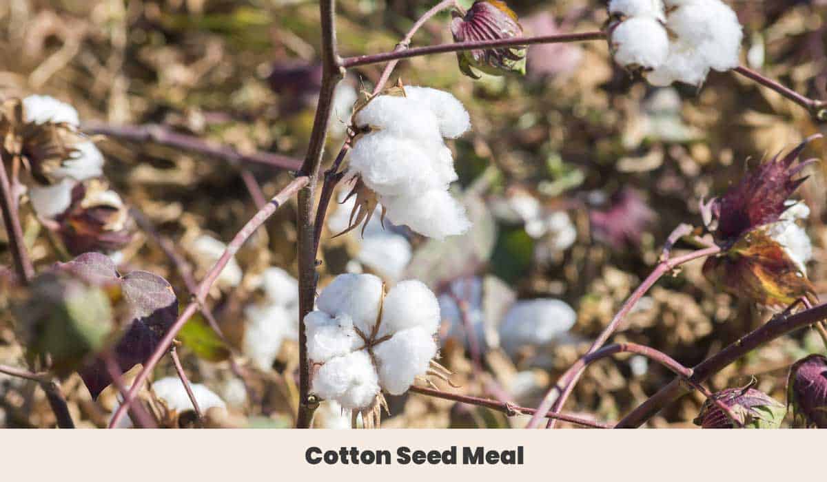 Cotton ready for harvest