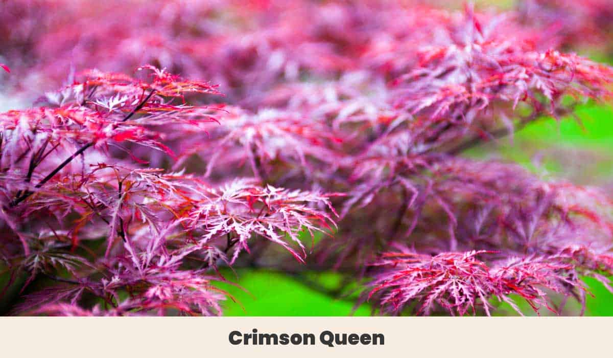 Crimson Queen