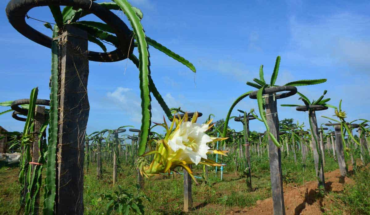 Dragon Fruit Flower