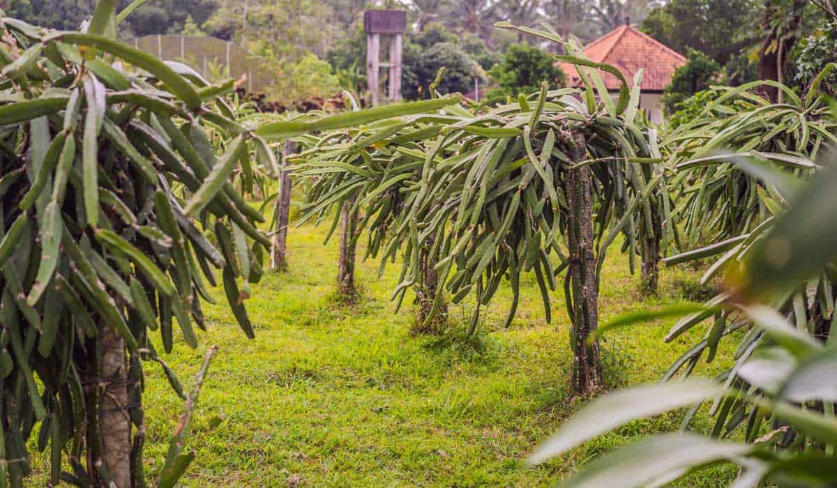 Dragon Fruit Plant