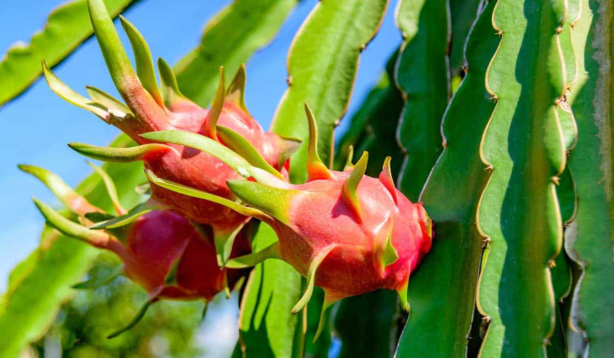 Dragon Fruit growing on plant