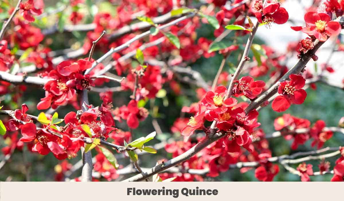 Flowering Quince