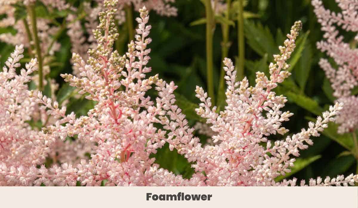 Foamflower