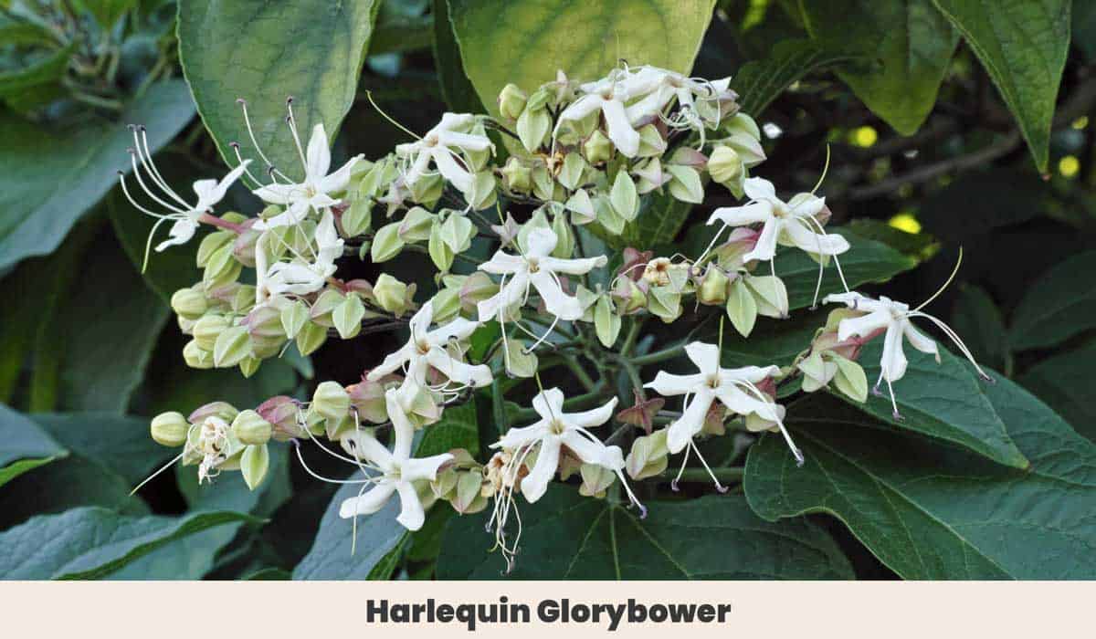 Harlequin Glorybower 1