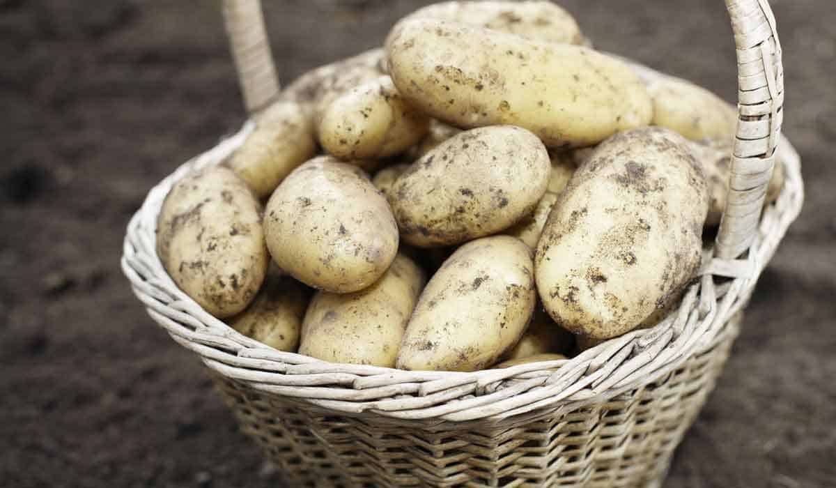Harvested potatoes