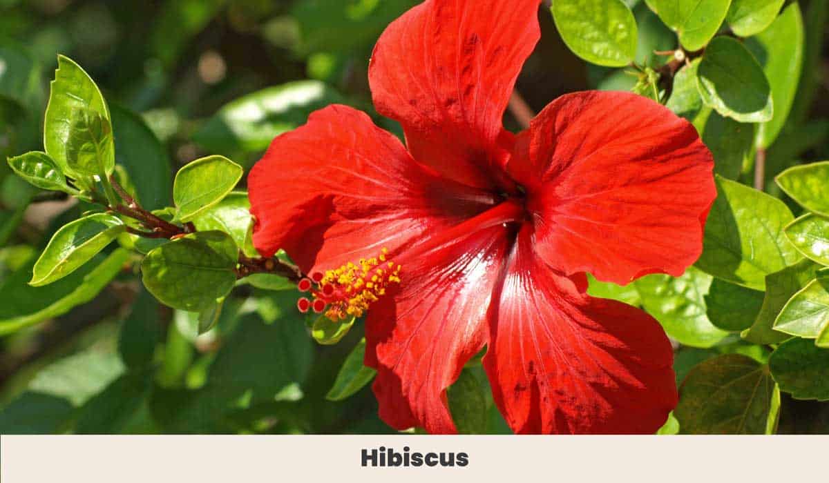 Hibiscus 1