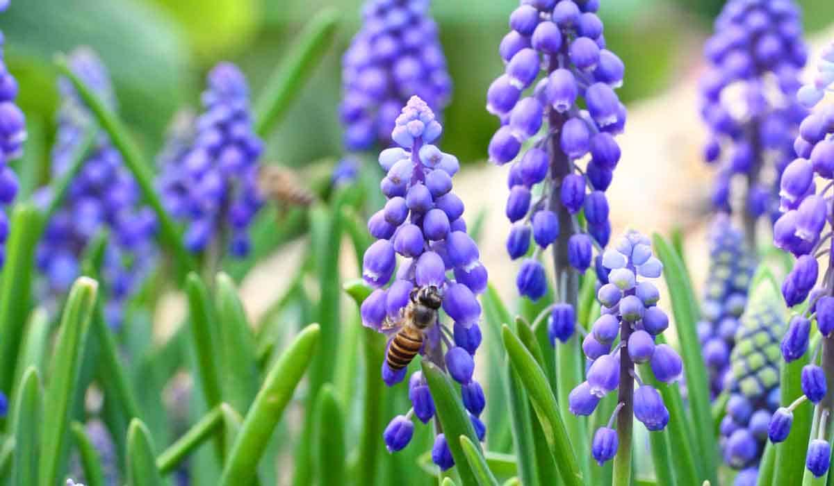 11 Bell-Shaped Flowers: 2023 Guide to Breathtaking Blossoms