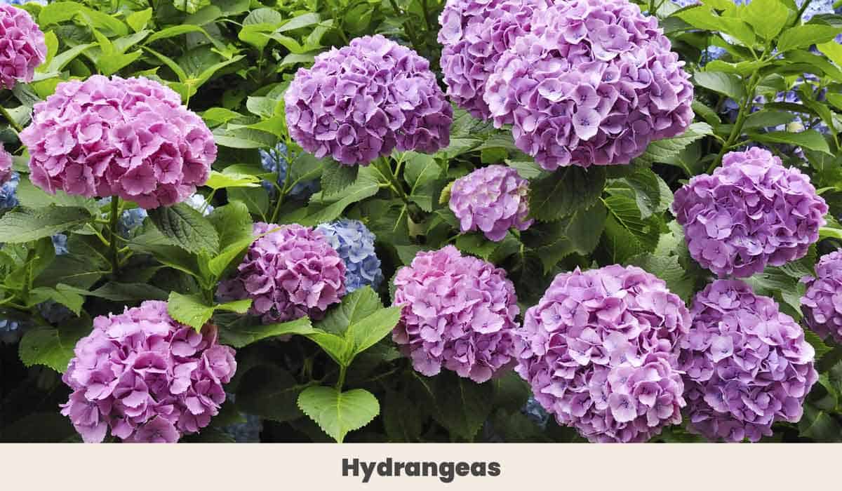 Hydrangeas