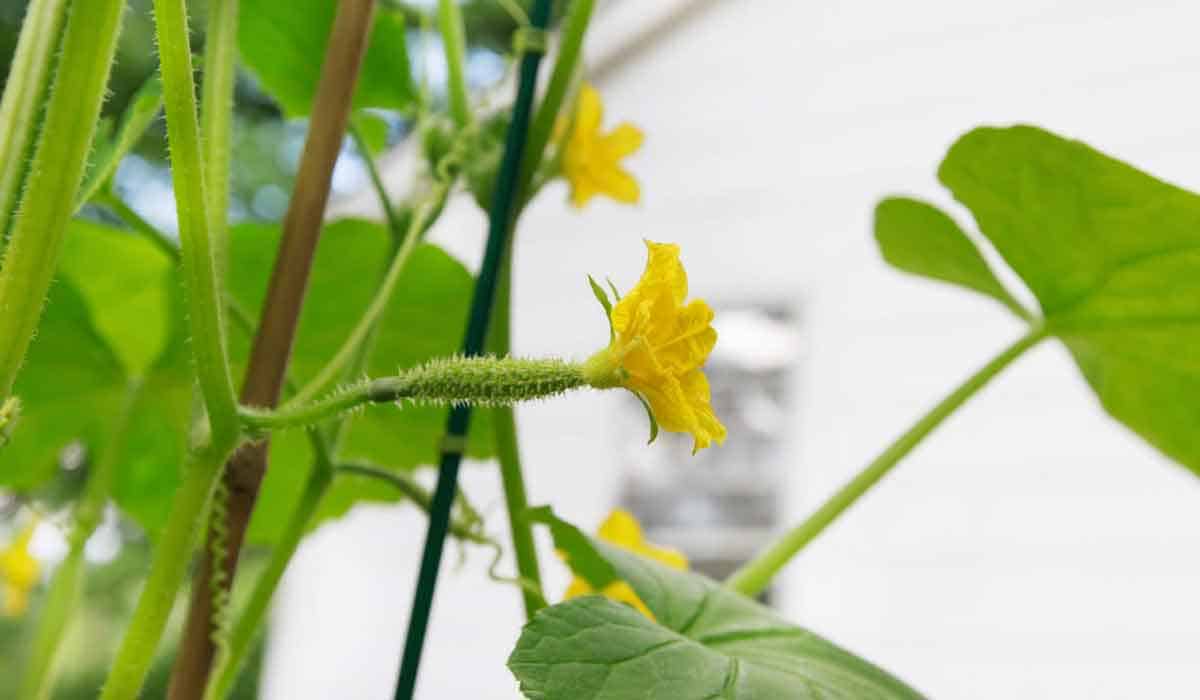 Hydroponic cucumber flowers