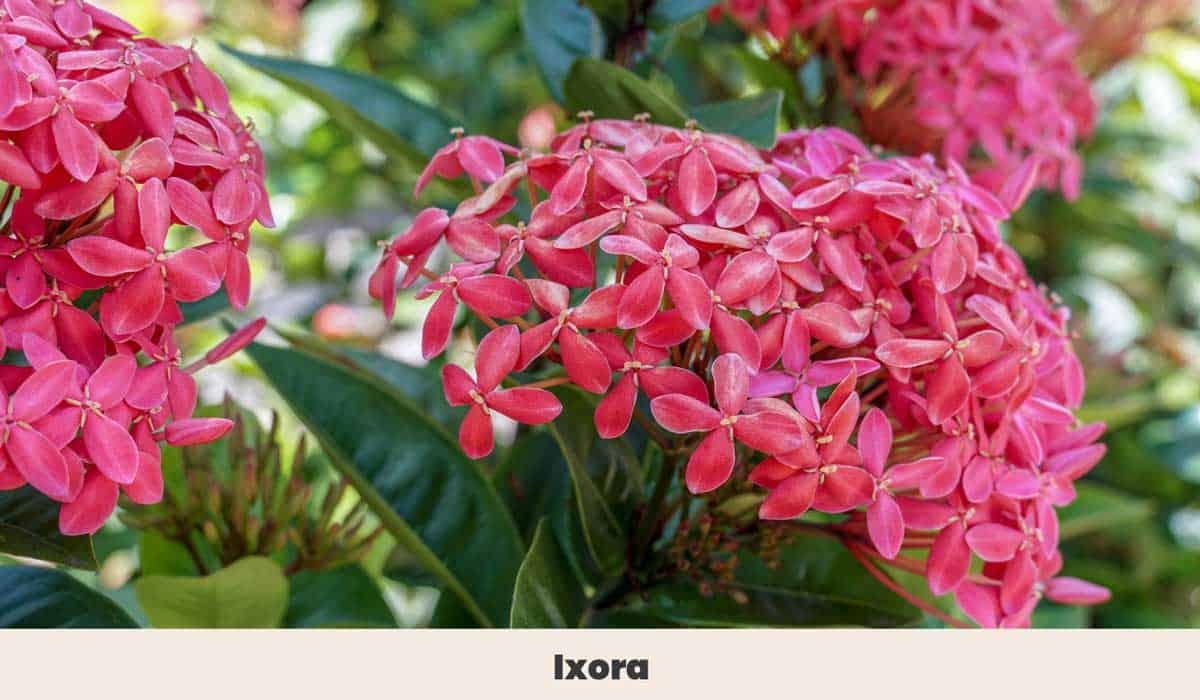 Ixora 1
