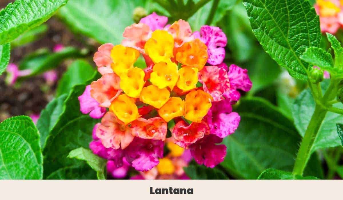 Lantana