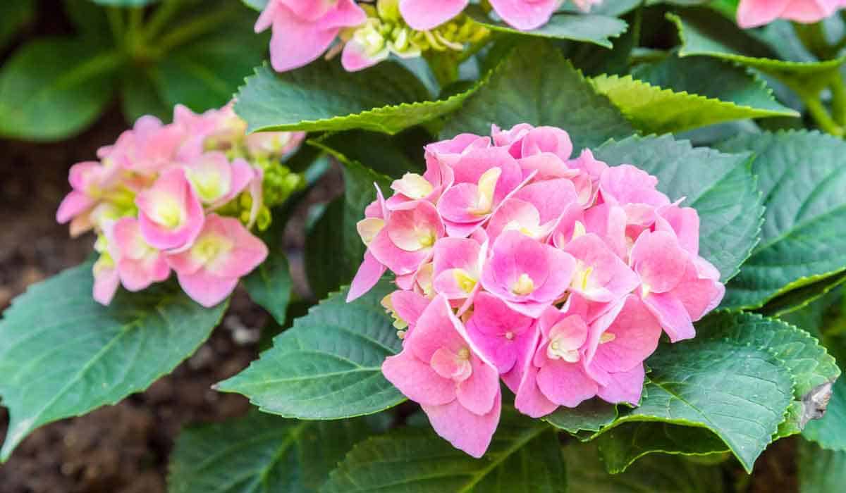 Low Light Hydrangeas