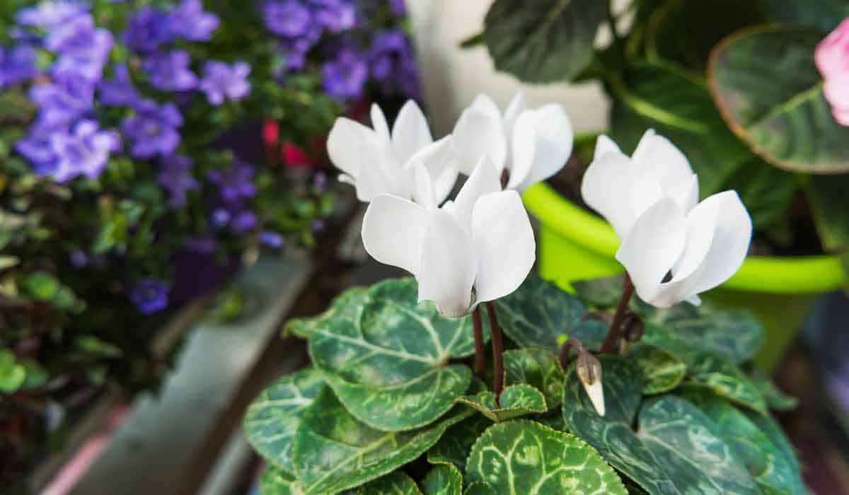 Plants with heart shaped leaves