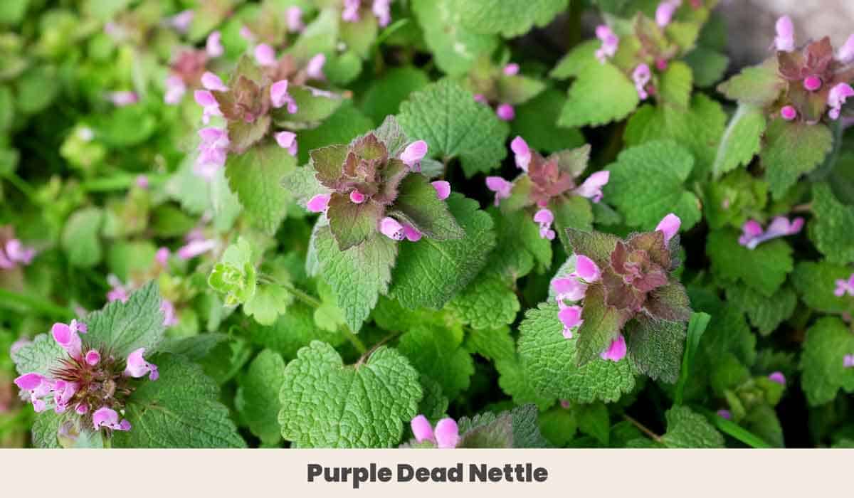 Purple Dead Nettle