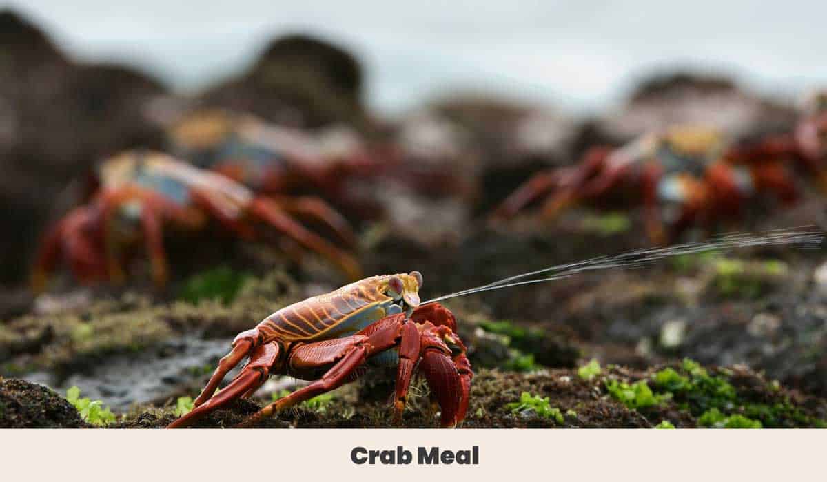 Sniper Crabs on Beach