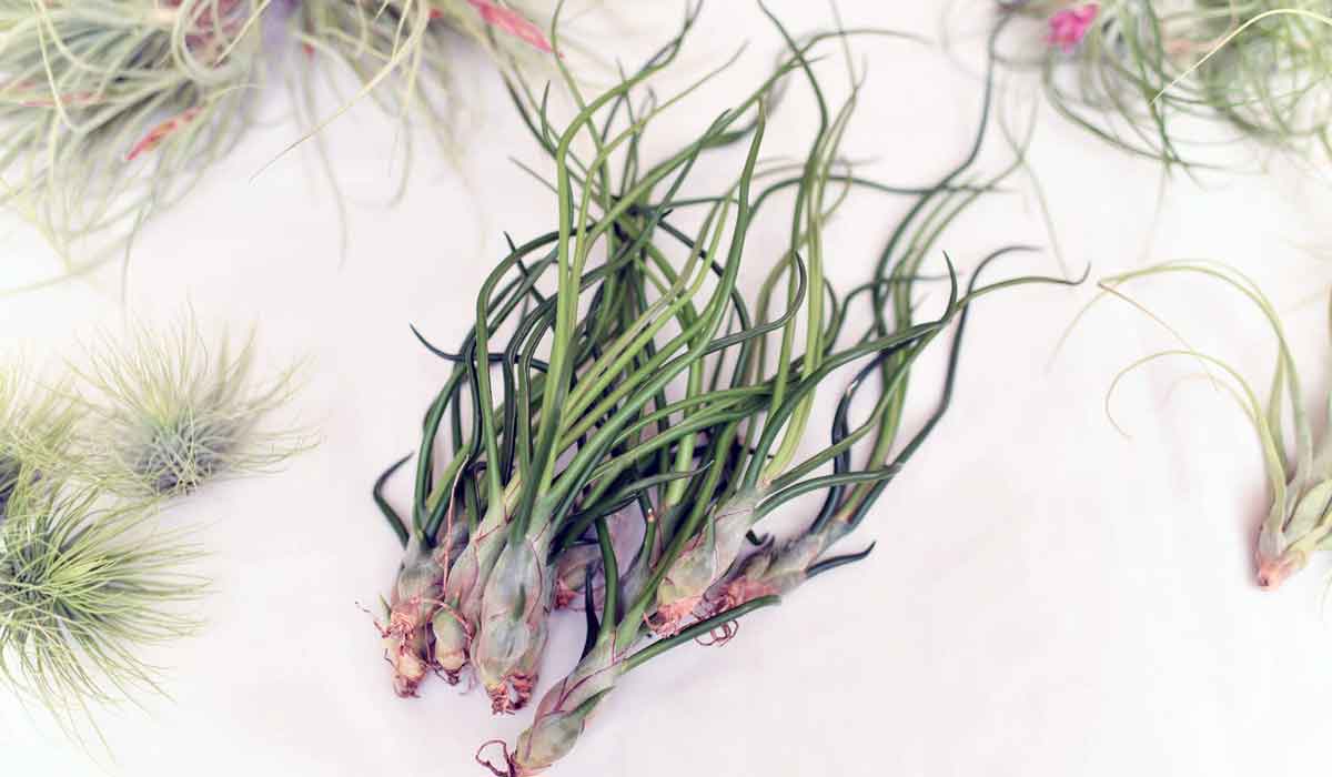 Tillandsia bulbosa