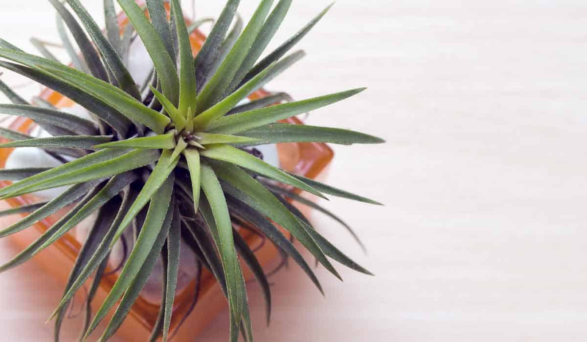 Tillandsia capitata