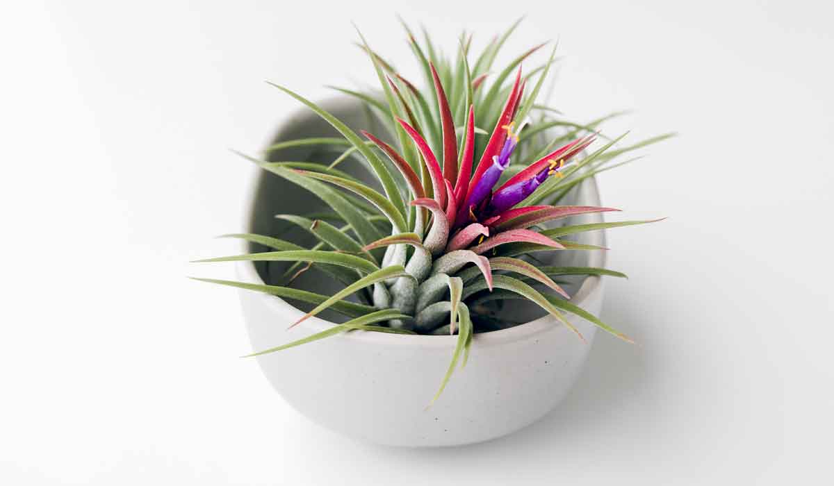 Tillandsia ionantha