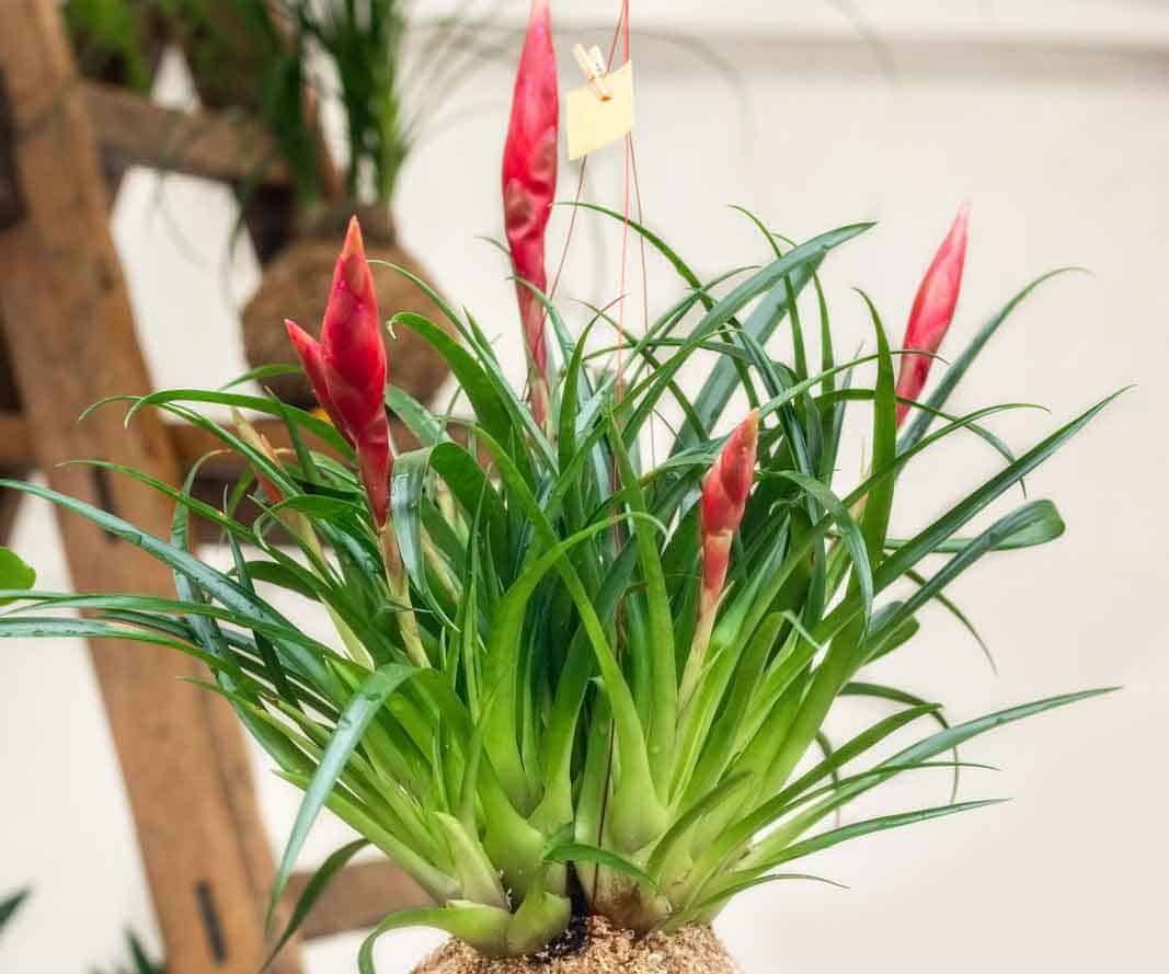 Tillandsia punctulata