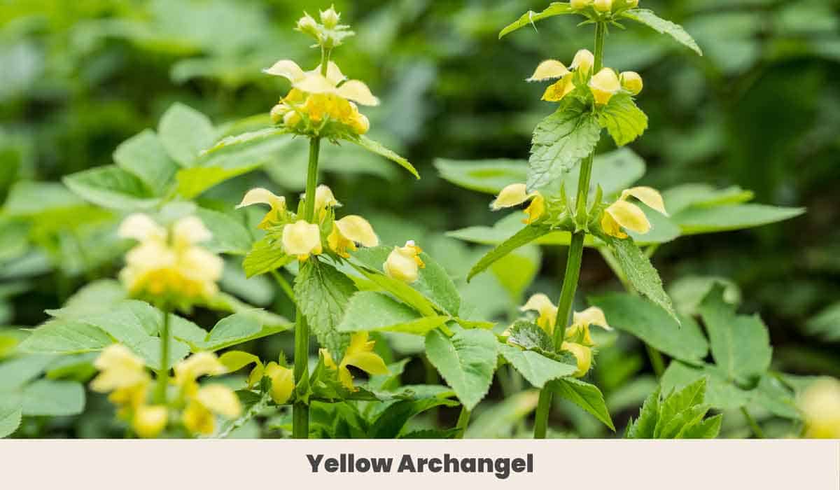 Yellow Archangel