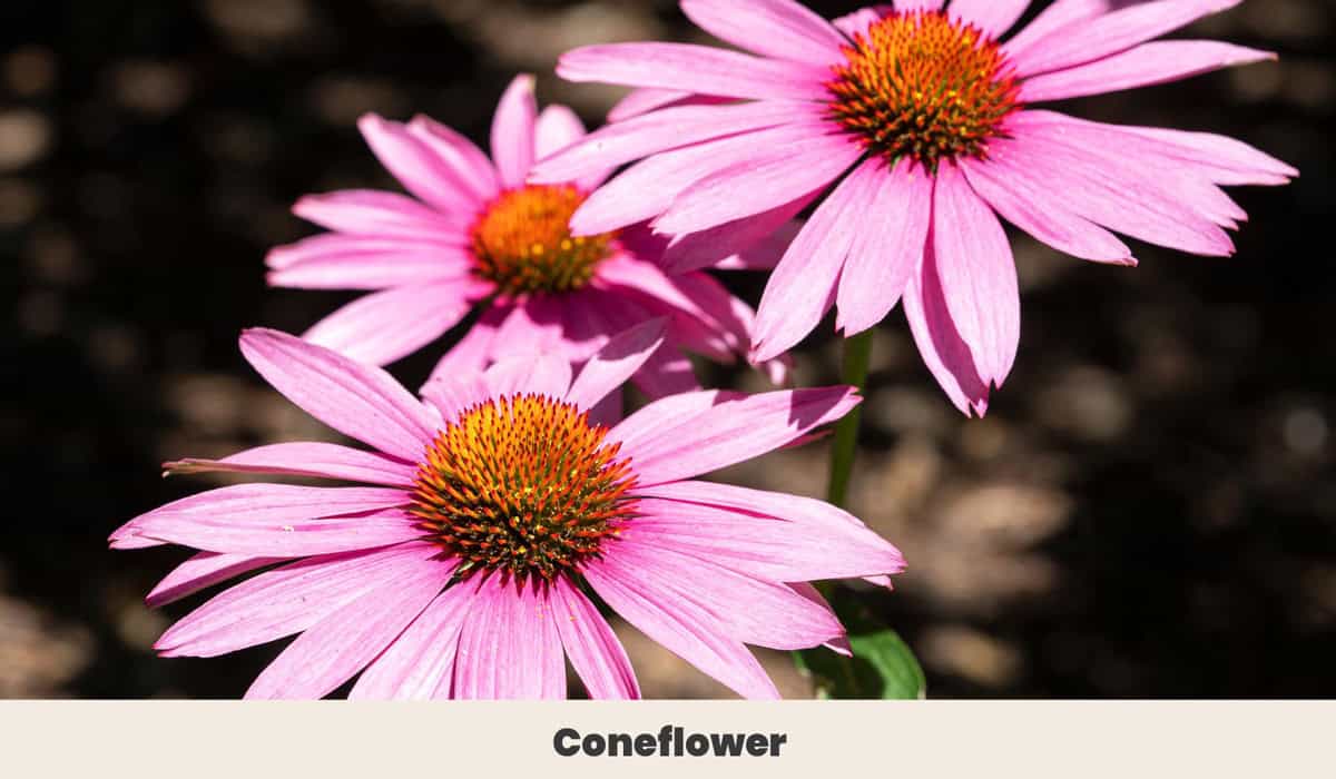 coneflower