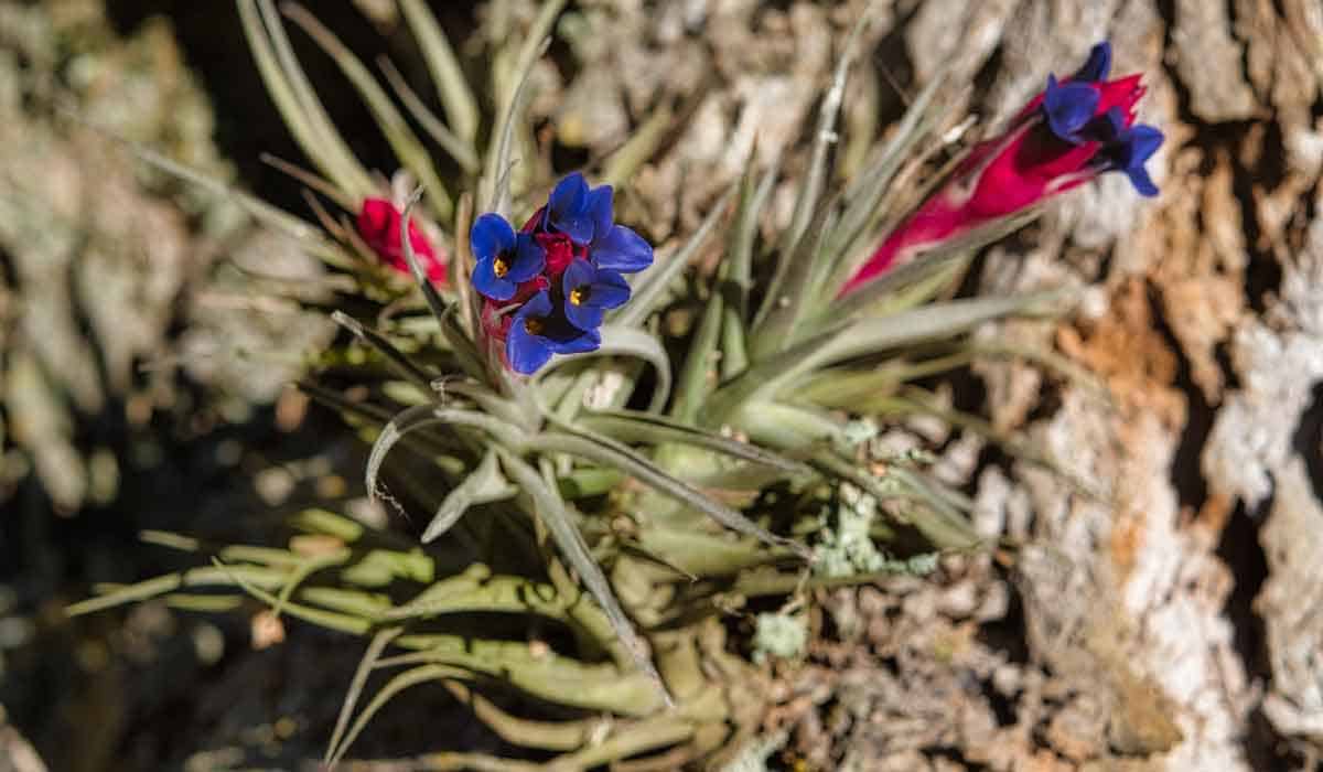 tillandsia aeranthos
